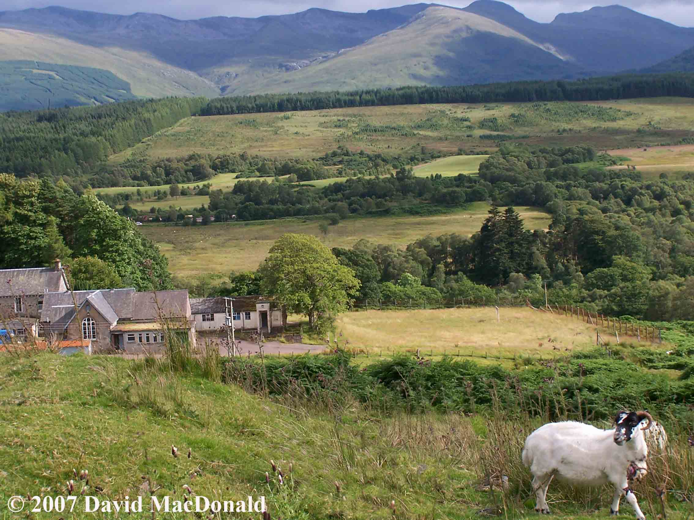 Sheep, highlands, scotland