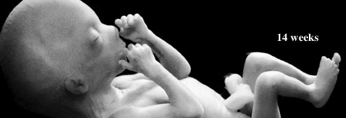fetus at 14 weeks