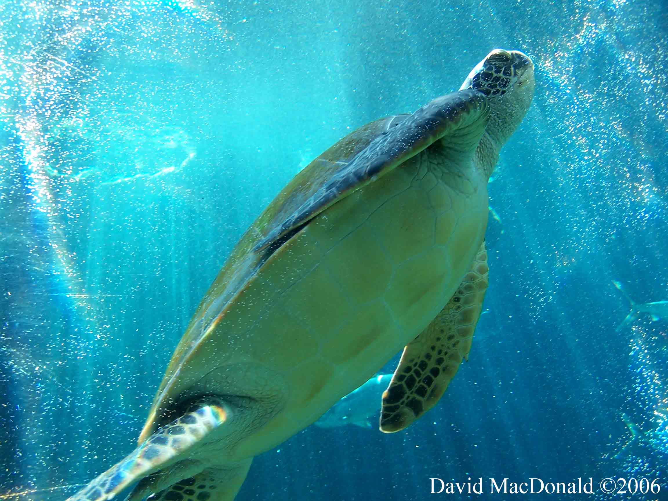 Turtle, Sea Life, Hawaii 