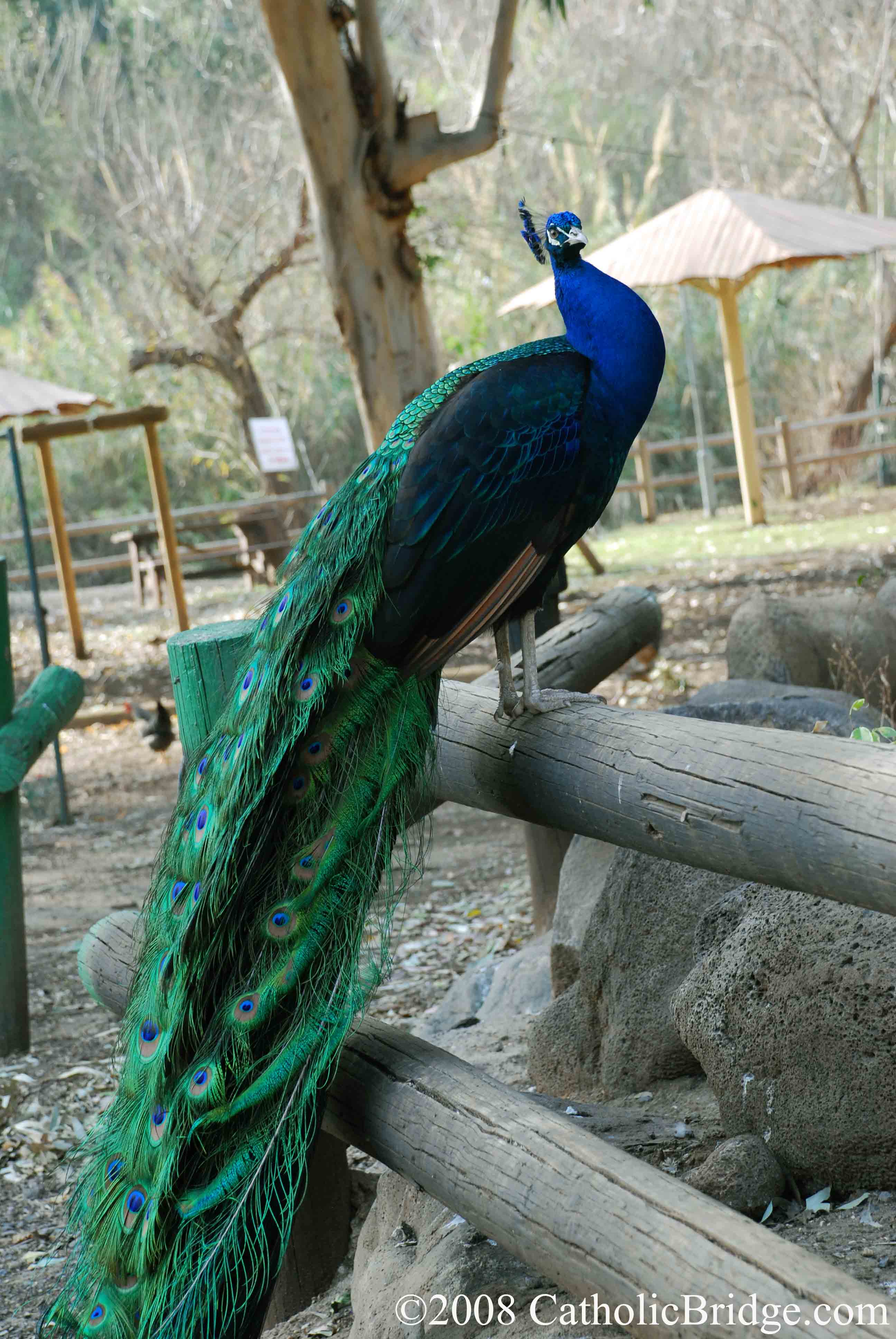 Peacock on the Jordan - Israel