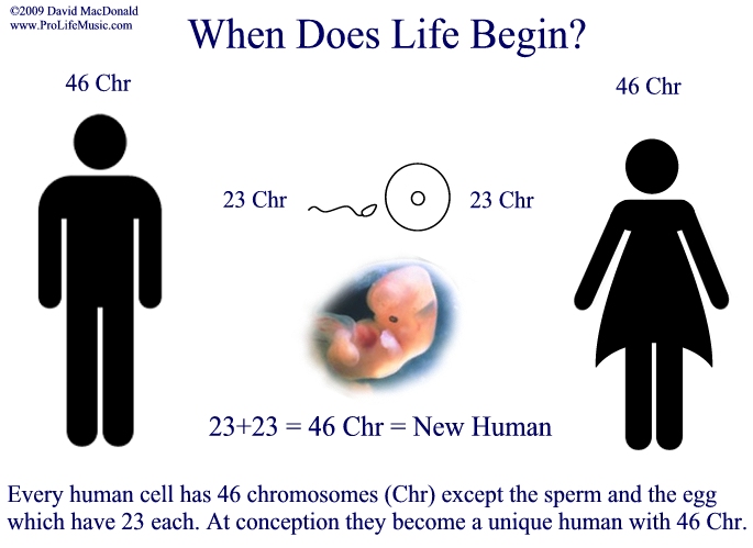 When does life begin - fertilization